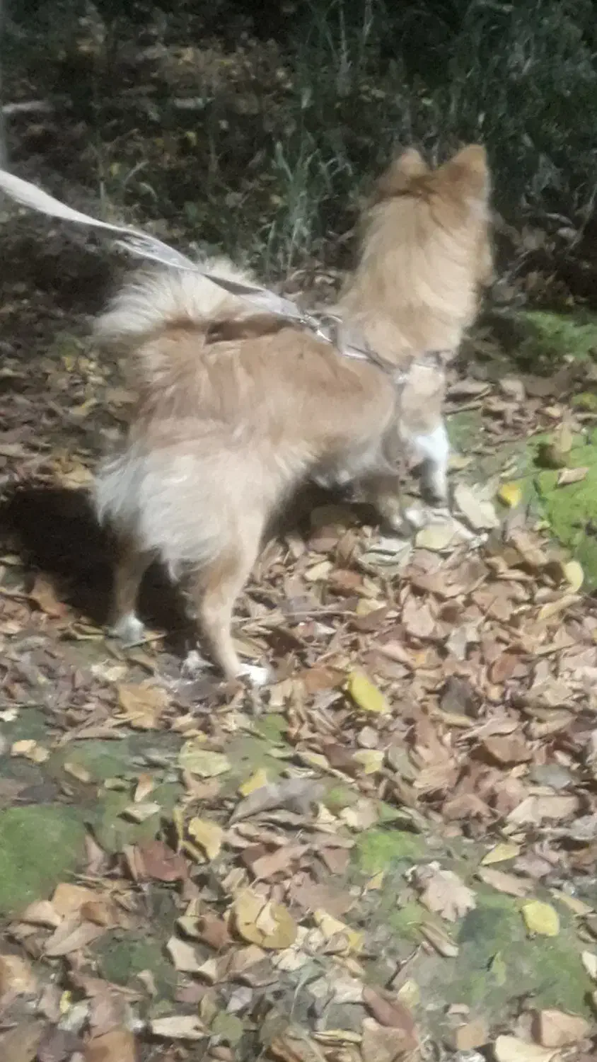 سگ پامر خانگی|سگ|رباطکریم, الارد|دیوار