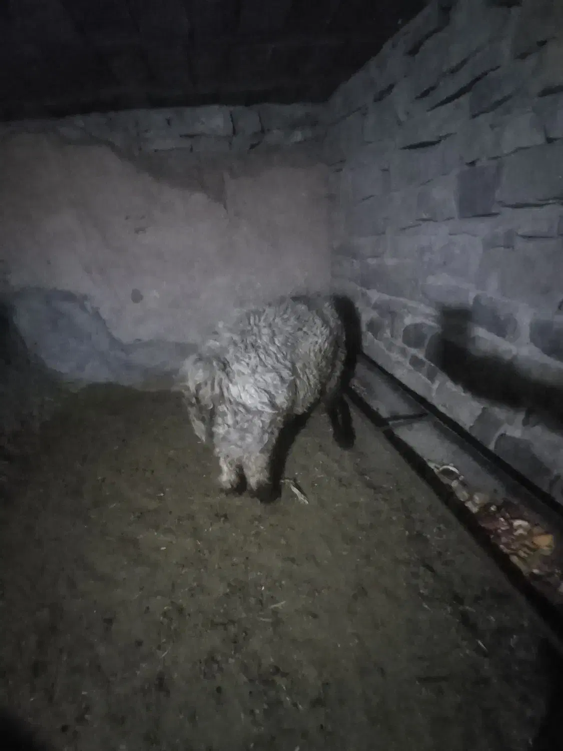 قوچ|حیوانات مزرعه|مسجد سلیمان, |دیوار