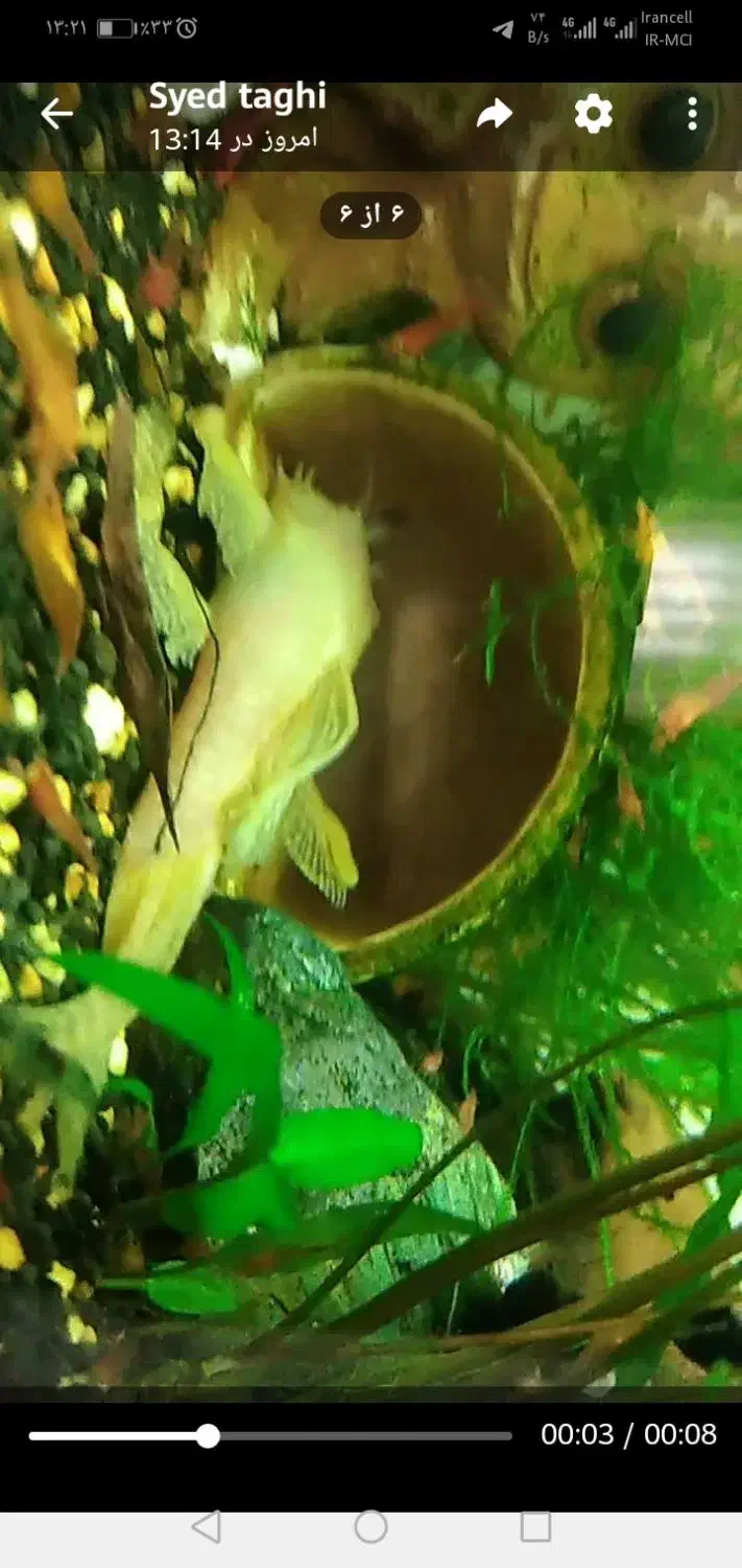 ماهی کت پوز بوته ای|ماهی|مشهد, الهیه|دیوار