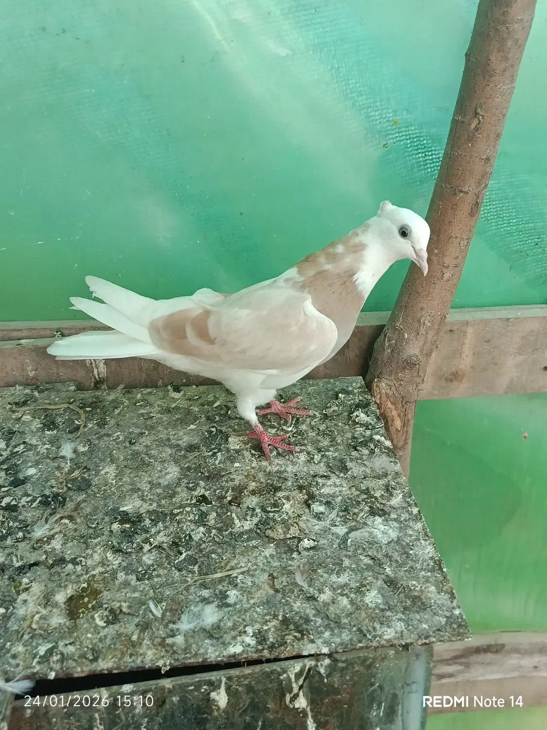 کبوتر پرشی خوش رنگ|پرنده|آستانه اشرفیه, |دیوار