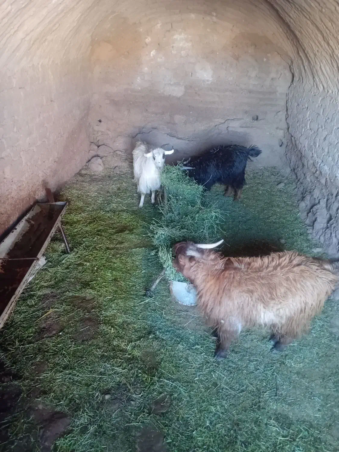 کره نر|حیوانات مزرعه|نگار, |دیوار