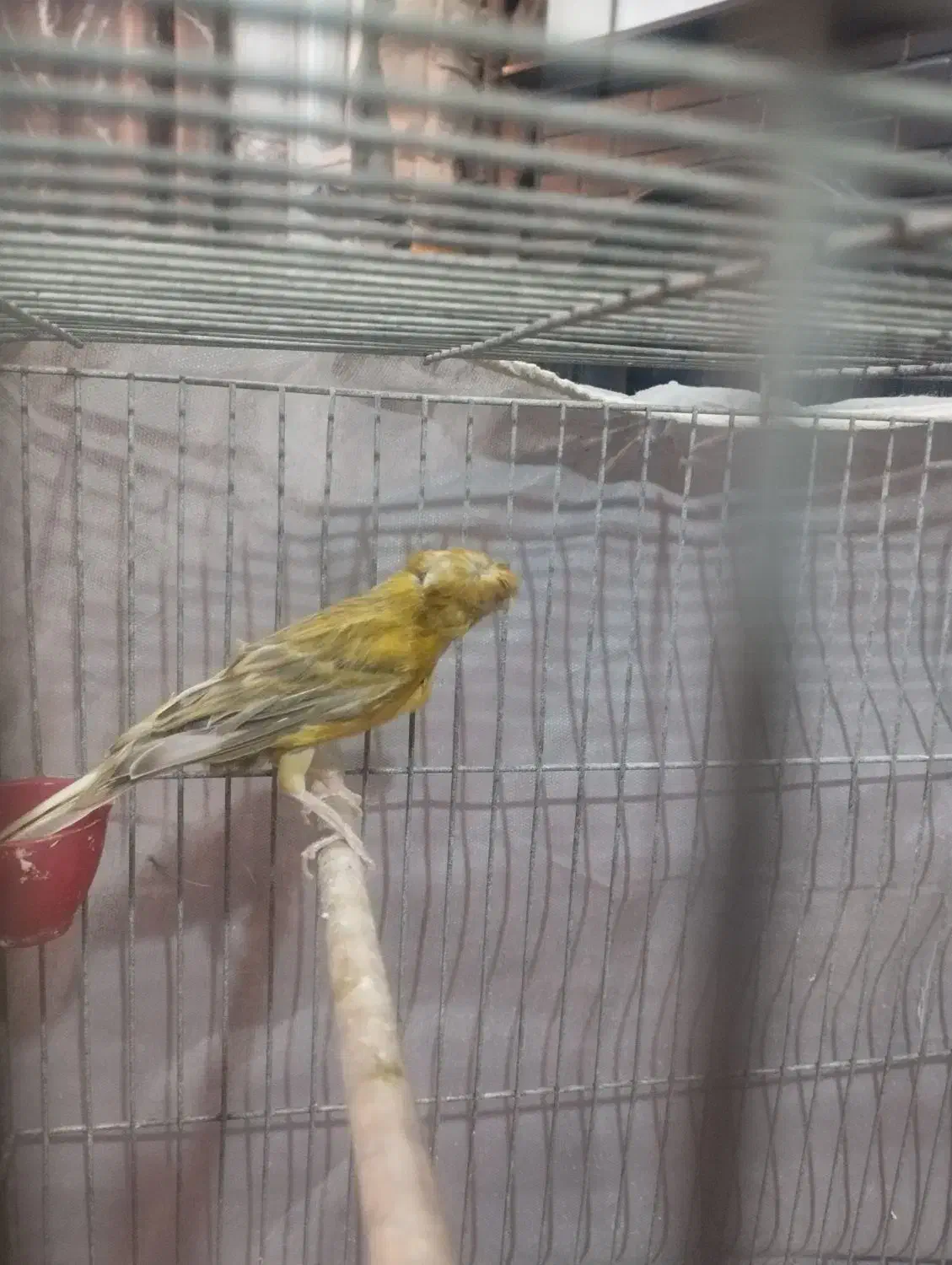 قناری|پرنده|کرمان, |دیوار