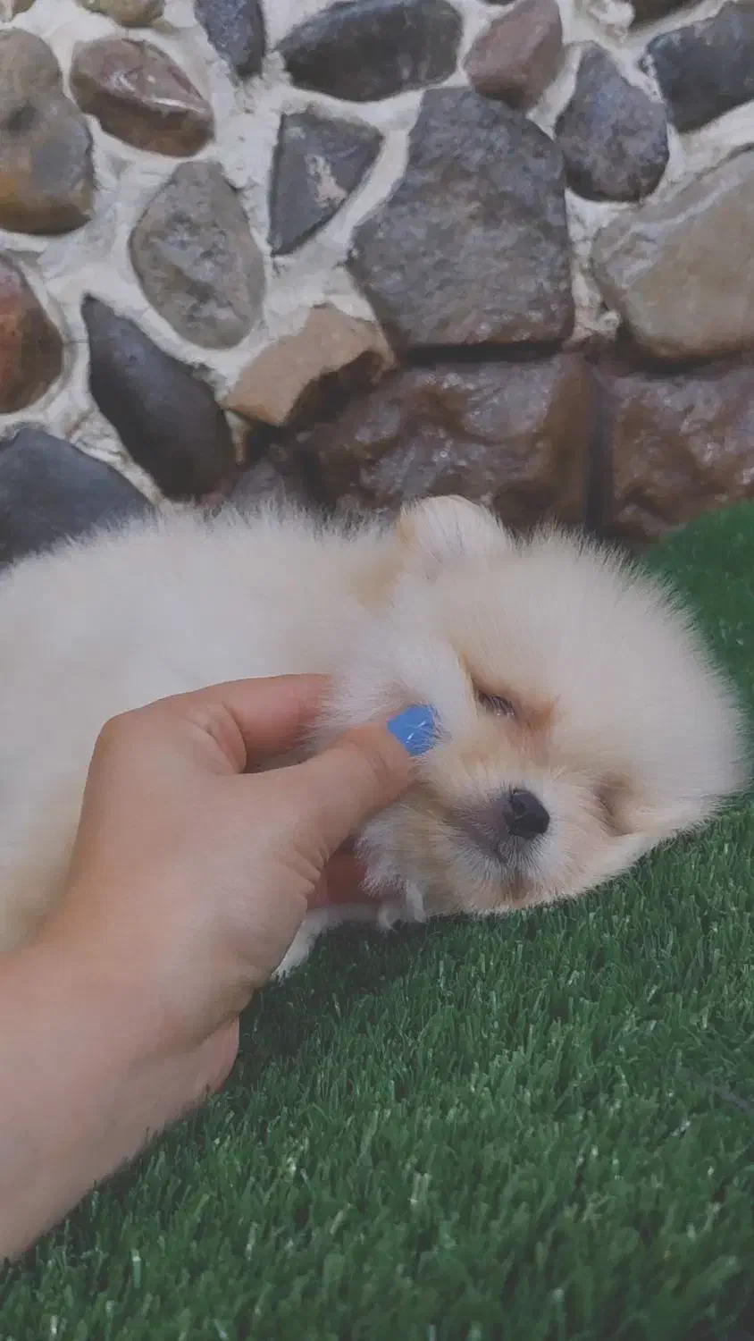 سگ آپارتمانی پامرانین|سگ|مراغه, |دیوار