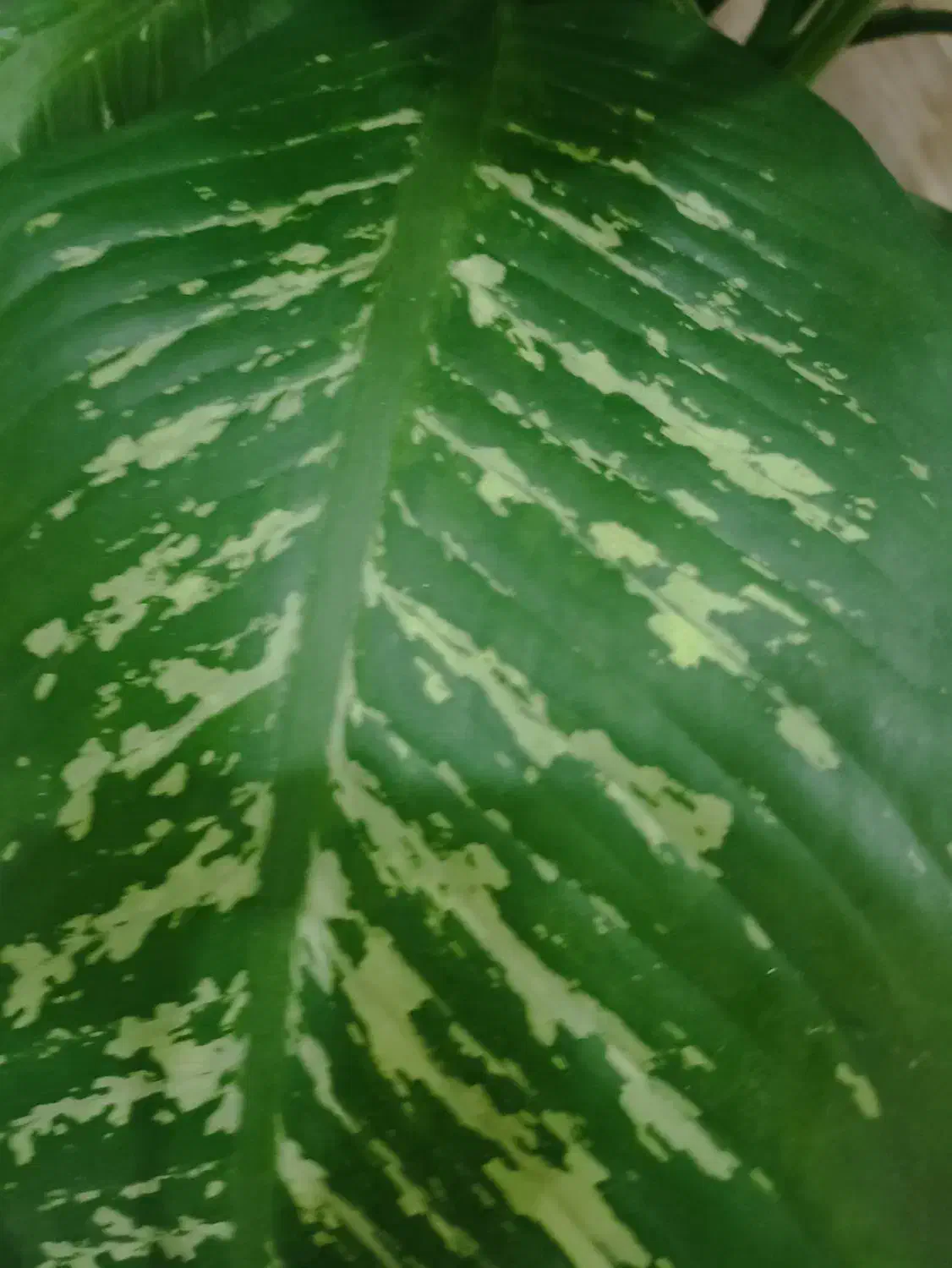 گل دیفین باخیا|گل و گیاه طبیعی|اردبیل, |دیوار