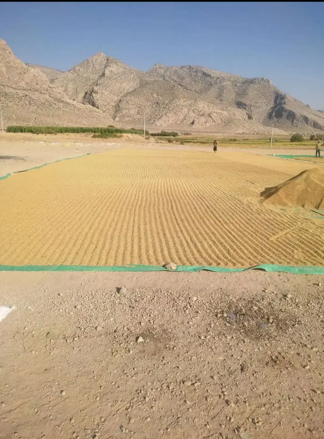 برنج کامفیروزی چمپا اصل و نیم دانه به شرط پخت|خوردنی و آشامیدنی|شیراز, آبیاری|دیوار