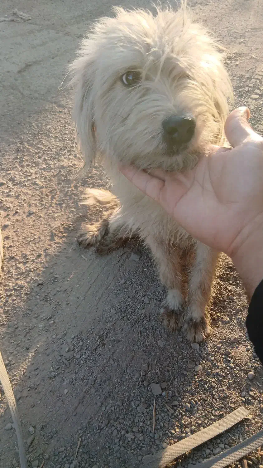 وگذاری سگ|سگ|باقرشهر, |دیوار