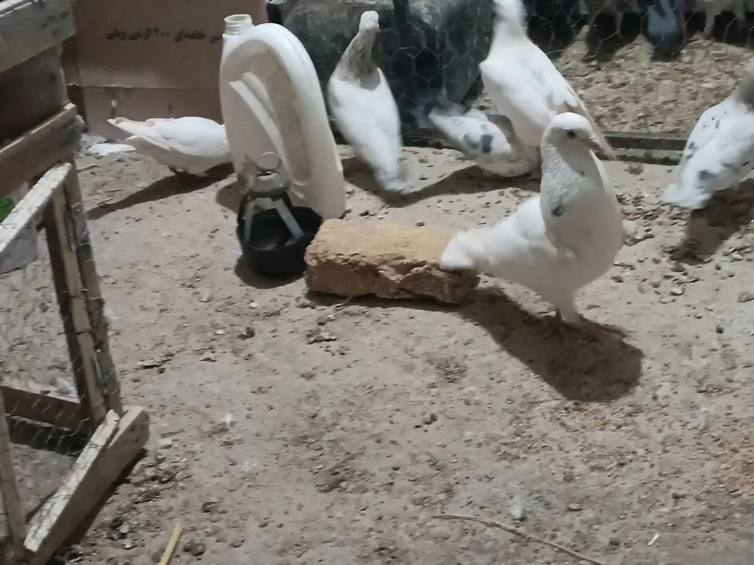 سارنروماده|پرنده|تربتحیدریه, قاسم آباد|دیوار