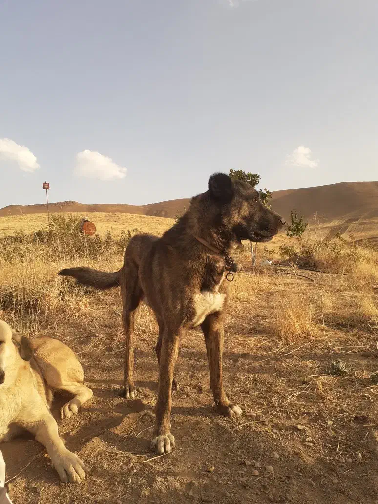 واگذاری سگ|سگ|اسدآباد, |دیوار