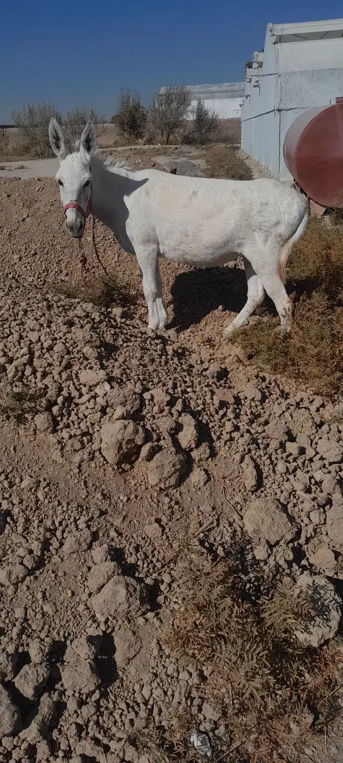 خر الاغ ماده جوان|حیوانات مزرعه|فلاورجان, |دیوار