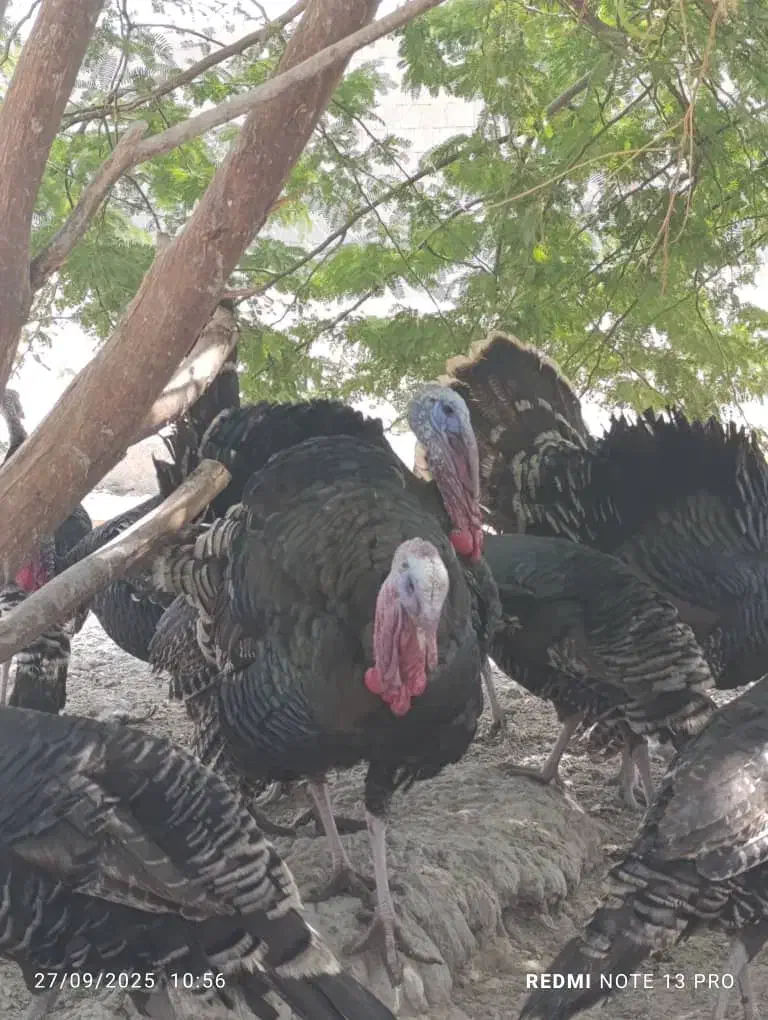 تخم بوقلمون نطفه دار|حیوانات مزرعه|آبپخش, |دیوار