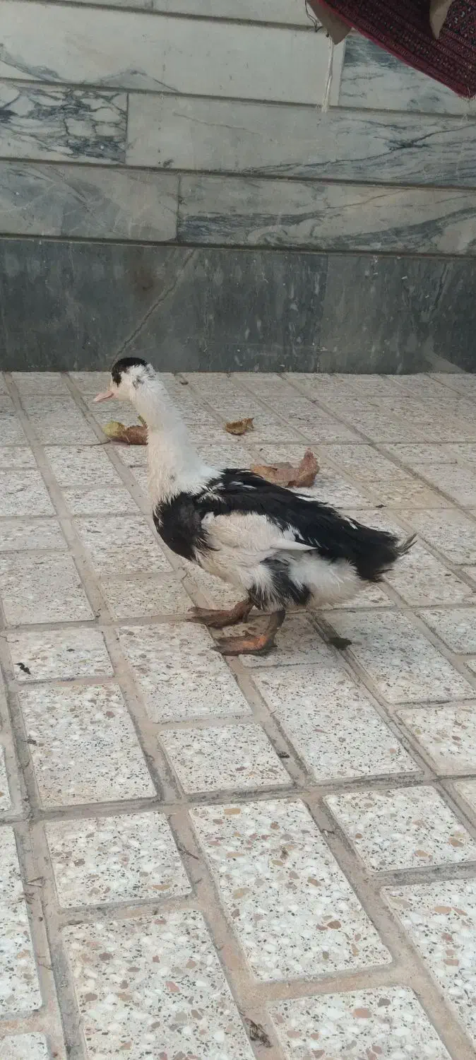 اردک|حیوانات مزرعه|اسلام‌شهر, شهرک توحید|دیوار