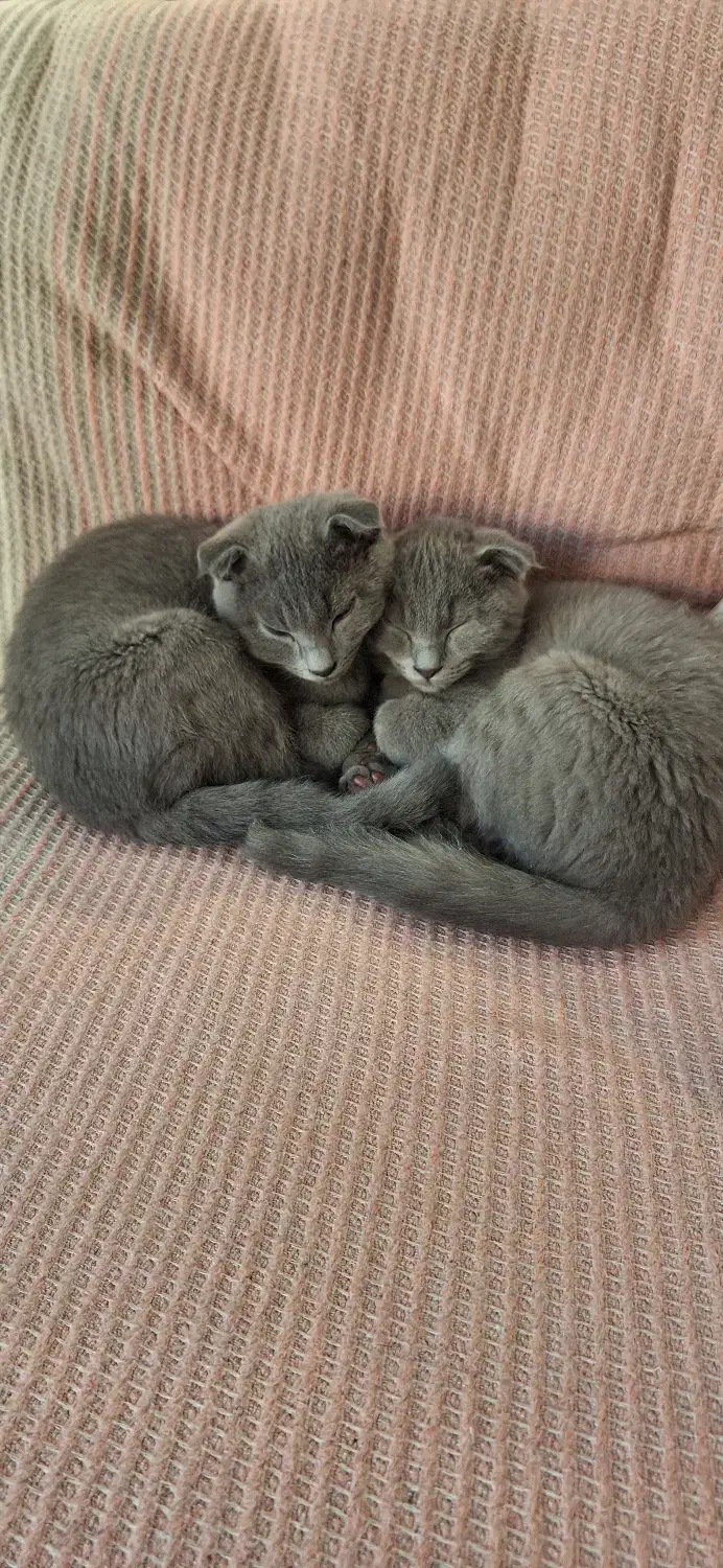 واگذاری گربه اسکاتیش فولد دو تا نر شناسنامه دار|گربه|تهران, قیطریه|دیوار