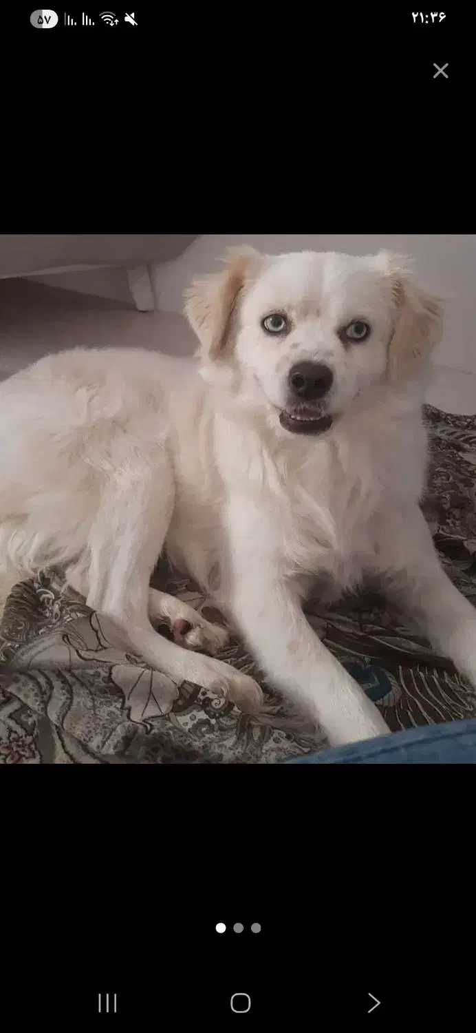 سگ پاکوتاه|سگ|قزوین, |دیوار