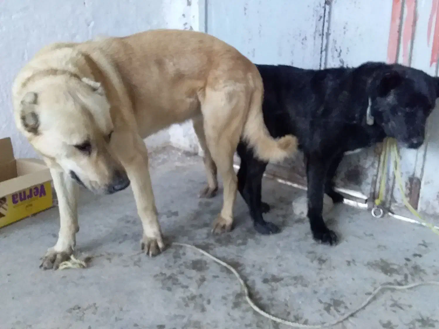 گم شده|حیوانات|تهران, ایران|دیوار