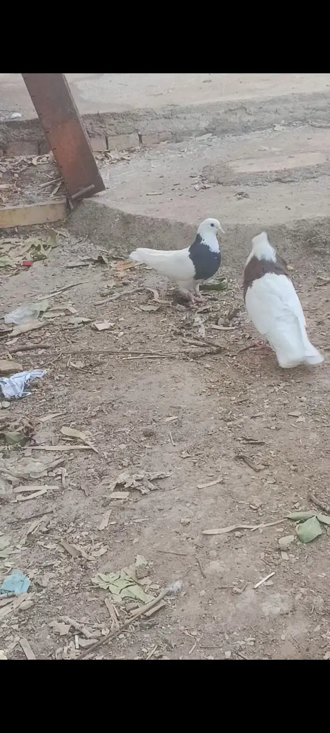 نر طوقی|پرنده|زرند, |دیوار