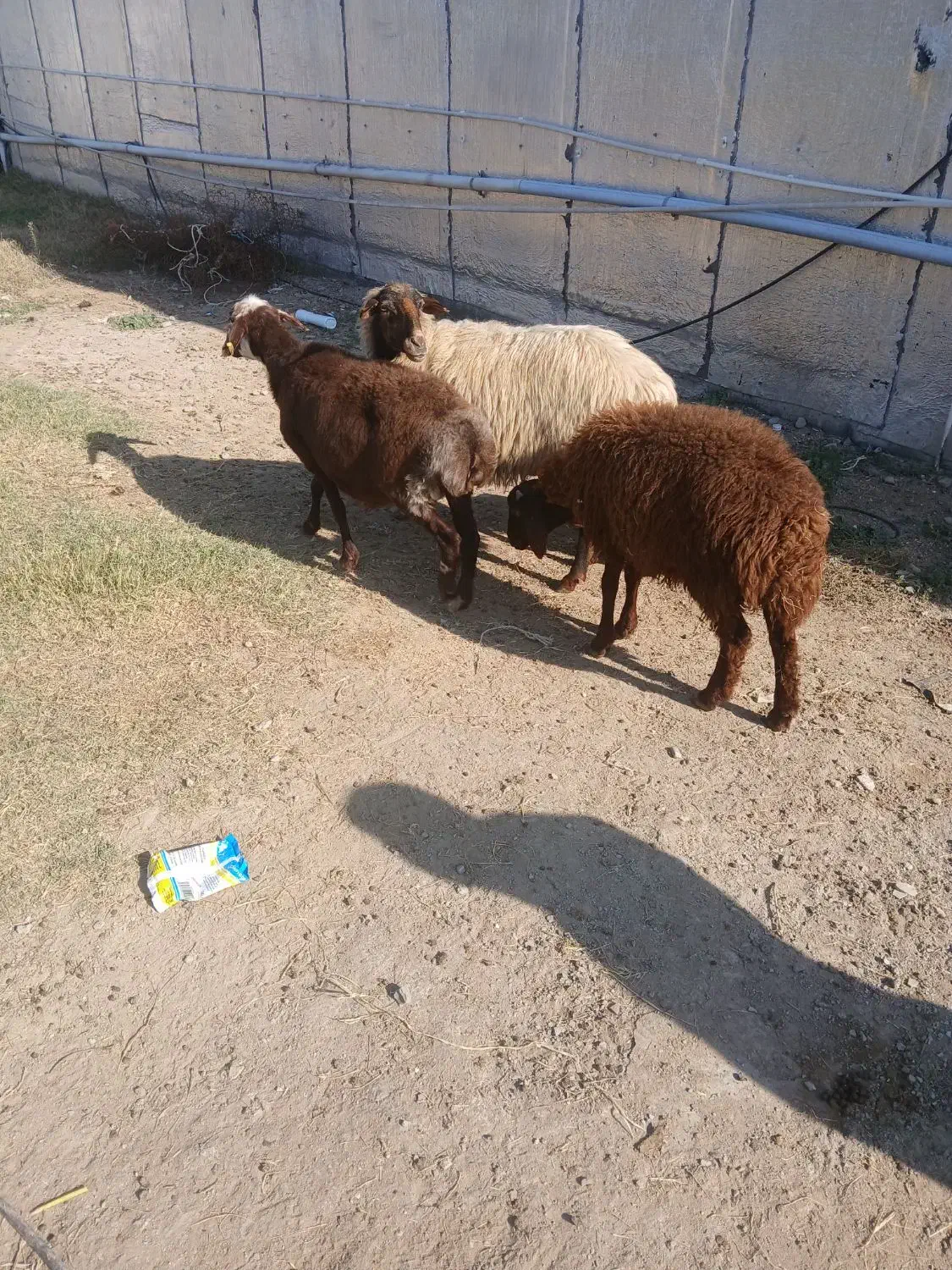 گوسفند|حیوانات مزرعه|سیمین شهر, |دیوار