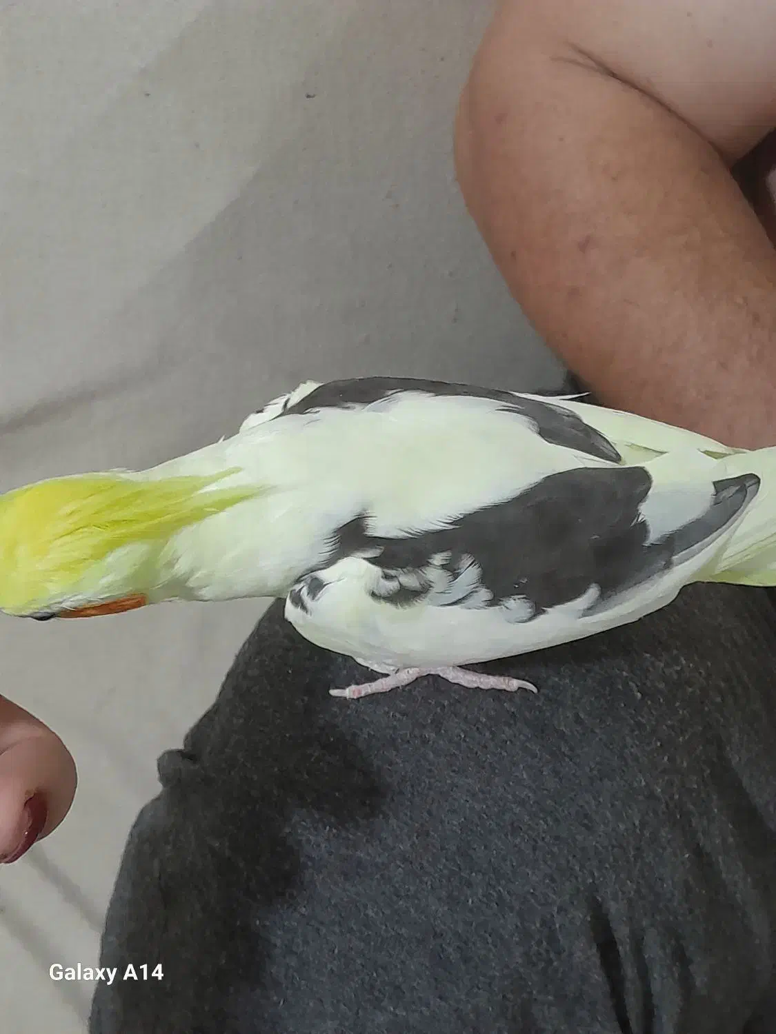 طوطی عروس دوکت|پرنده|رشت, آب آسیاب|دیوار