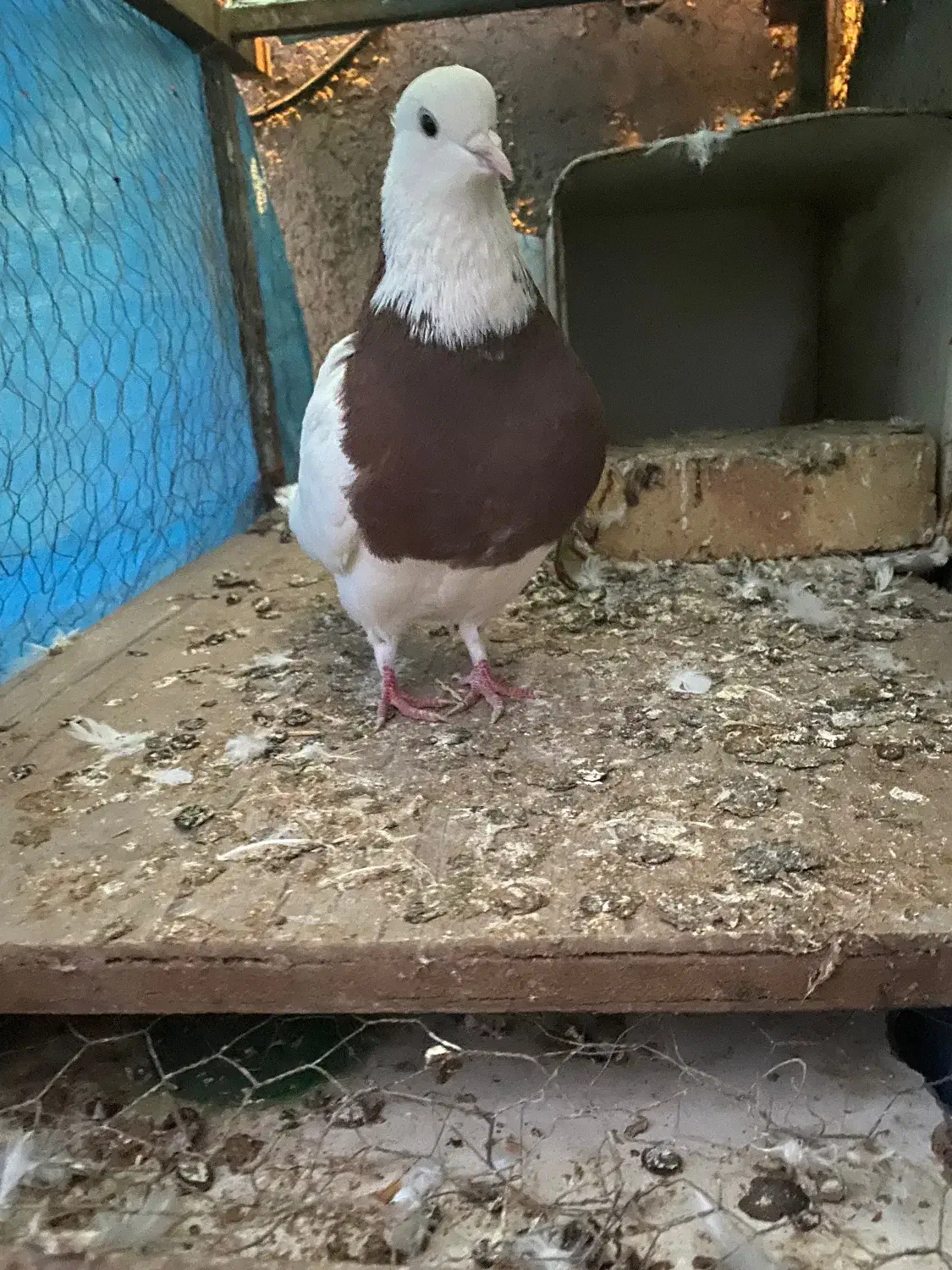 کفتر|پرنده|قزوین, |دیوار