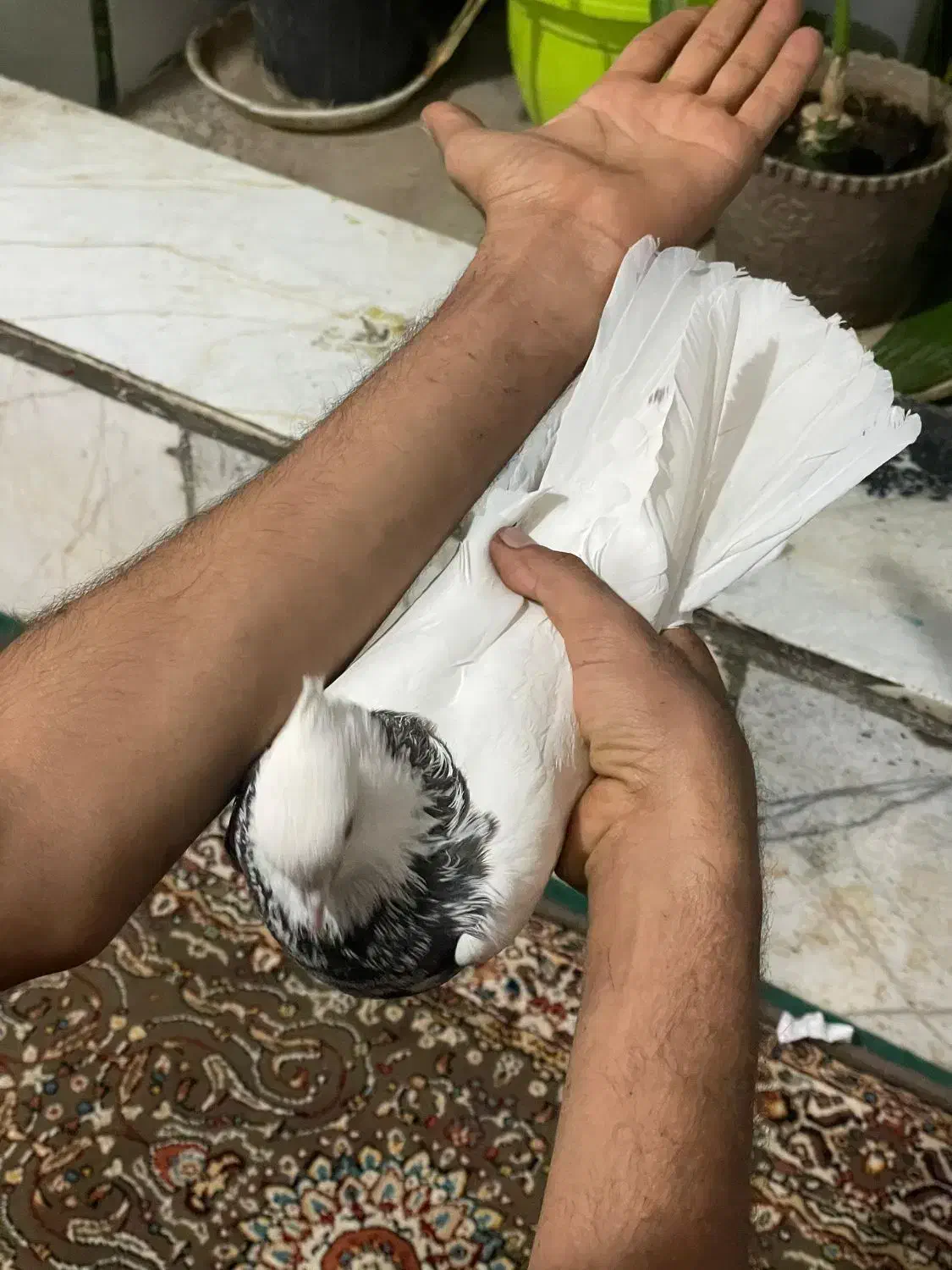 طوقی سینه کله رنگی پلاکی|پرنده|شیراز, کوشک میدان|دیوار