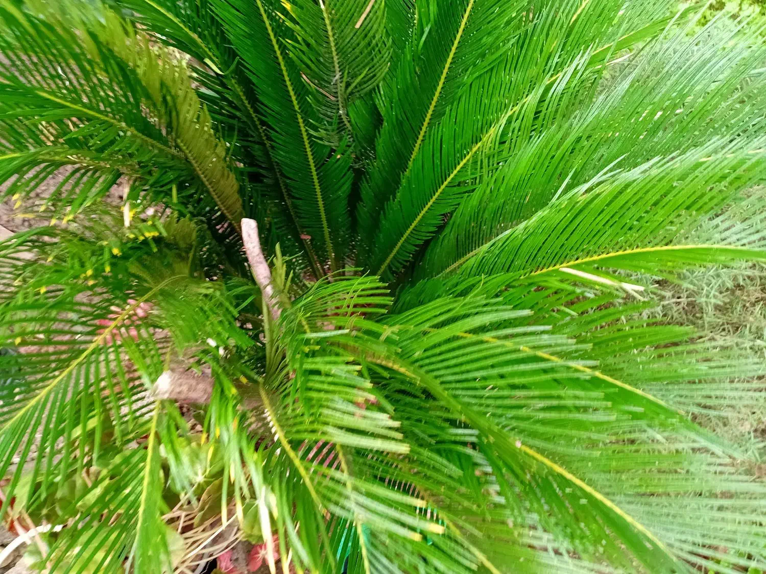 گل سیکاس|گل و گیاه طبیعی|کلاچای, |دیوار