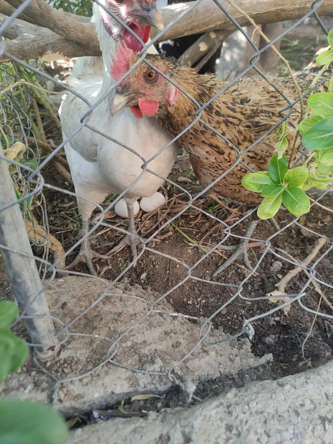 تعدادی مرغ و خروس|حیوانات مزرعه|دوگنبدان, |دیوار