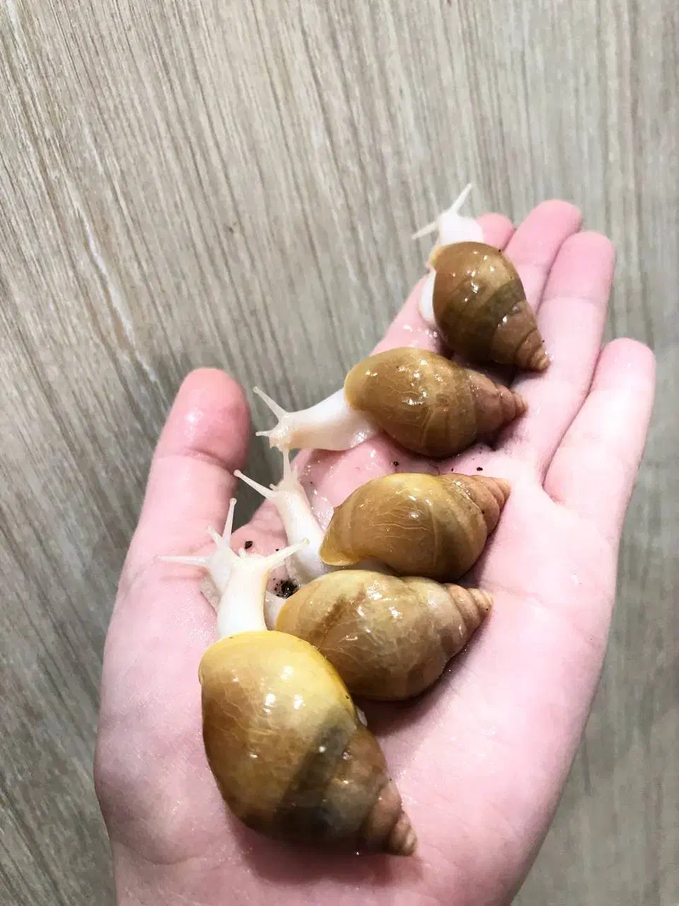 انواع نژاد حلزون و انواع ملزومات نگهداری|لوازم جانبی حیوانات|اهواز, شهرک حفاری|دیوار