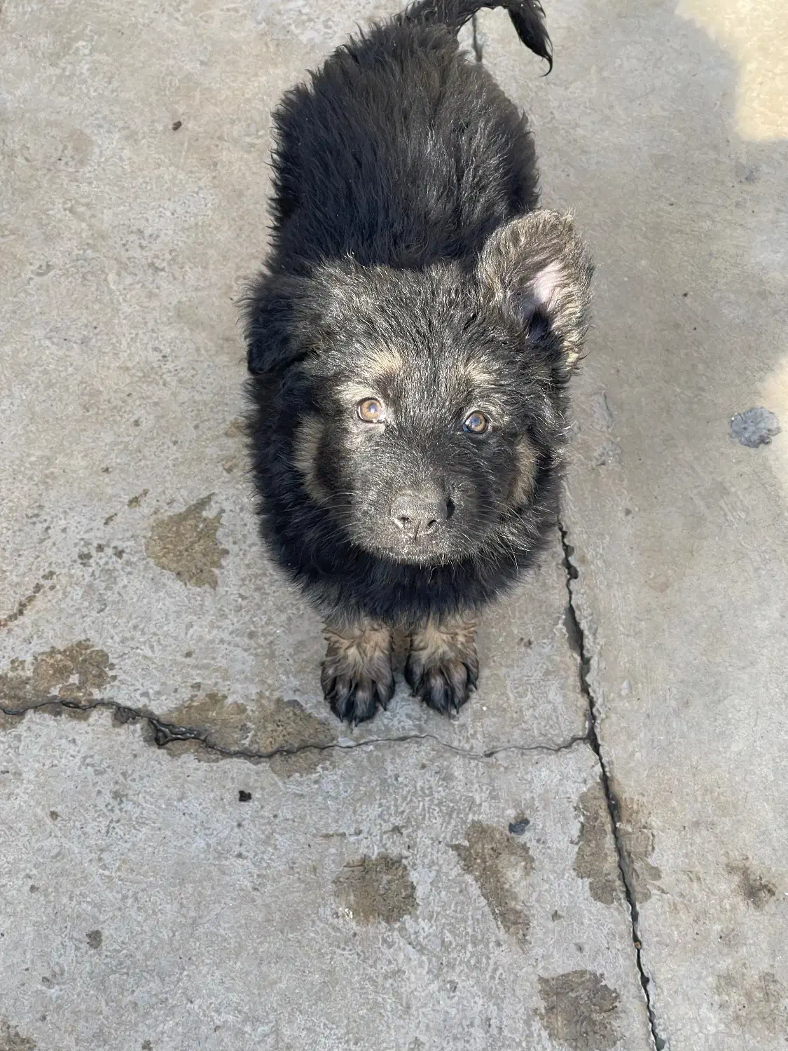 سگ ژرمن ۳ ماهه|سگ|شریف‌آباد, |دیوار