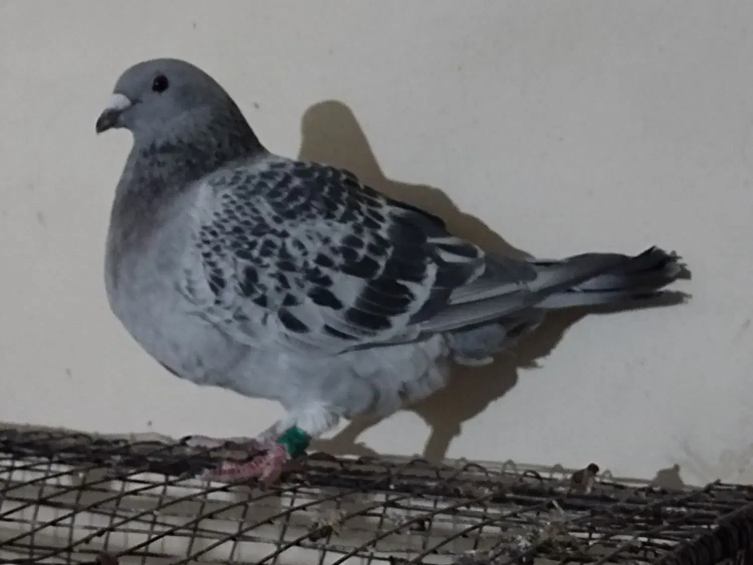 شامی دلبر ماده و سه تا جوجه هیچ بند|پرنده|برازجان, |دیوار