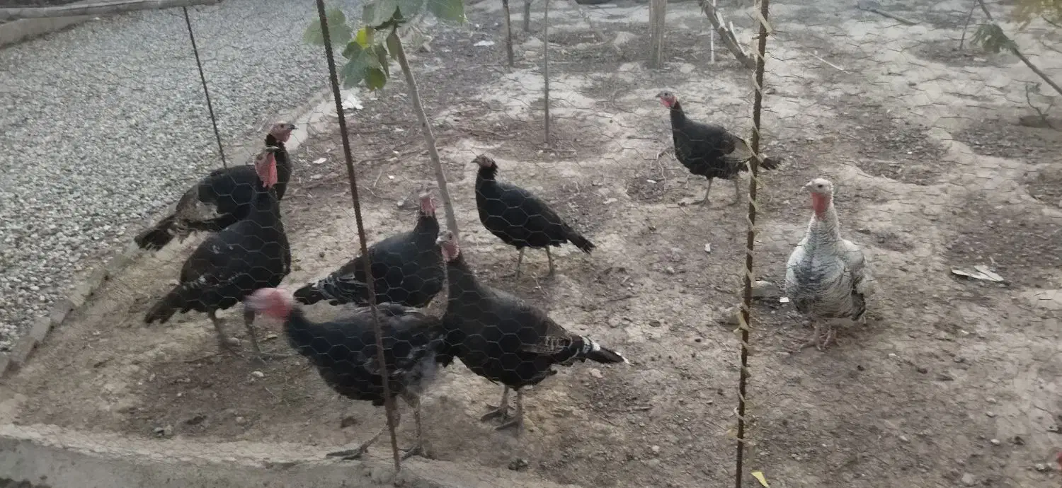 فروش بوقلمون|حیوانات مزرعه|گنبد کاووس, |دیوار