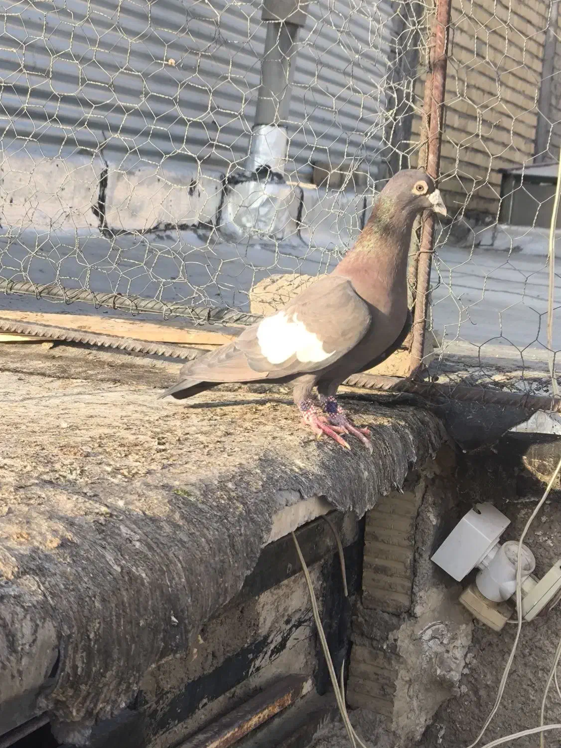 سرک تافته ای|پرنده|مرودشت, شهرک مهدیه|دیوار