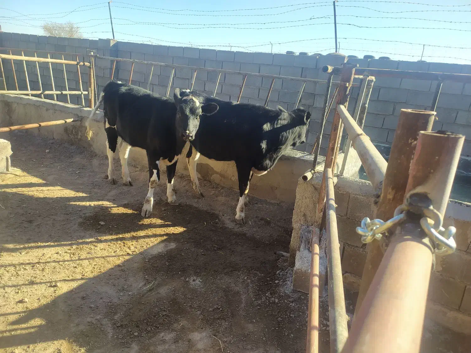 تلیسه گاو آبستن گوساله نر وماده|حیوانات مزرعه|تربت جام, میان جام|دیوار