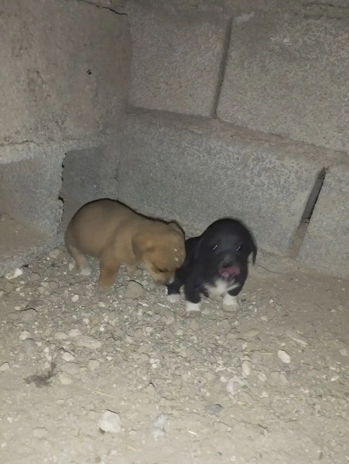 سگ خانگی|سگ|خنداب, |دیوار