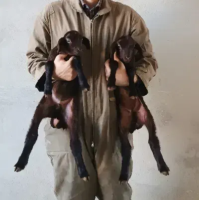 بره سرکدار|حراج|رزن, |دیوار