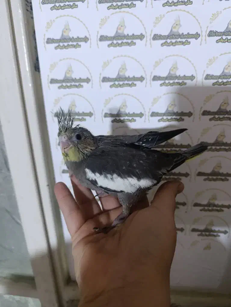 عروس هلندی سرلاکی نرمخور دونخور دستی نرماده بالغ|پرنده|شیراز, پودنک|دیوار