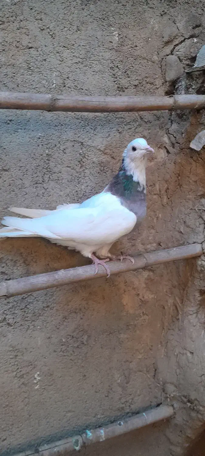 کبوتر طوقی|پرنده|خان ببین, |دیوار