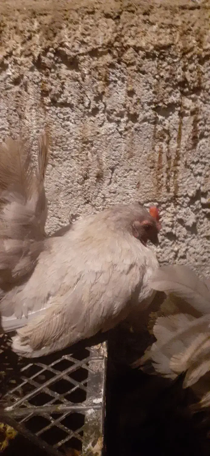 جاپنیز کف خواب|حیوانات مزرعه|ایزدشهر, |دیوار