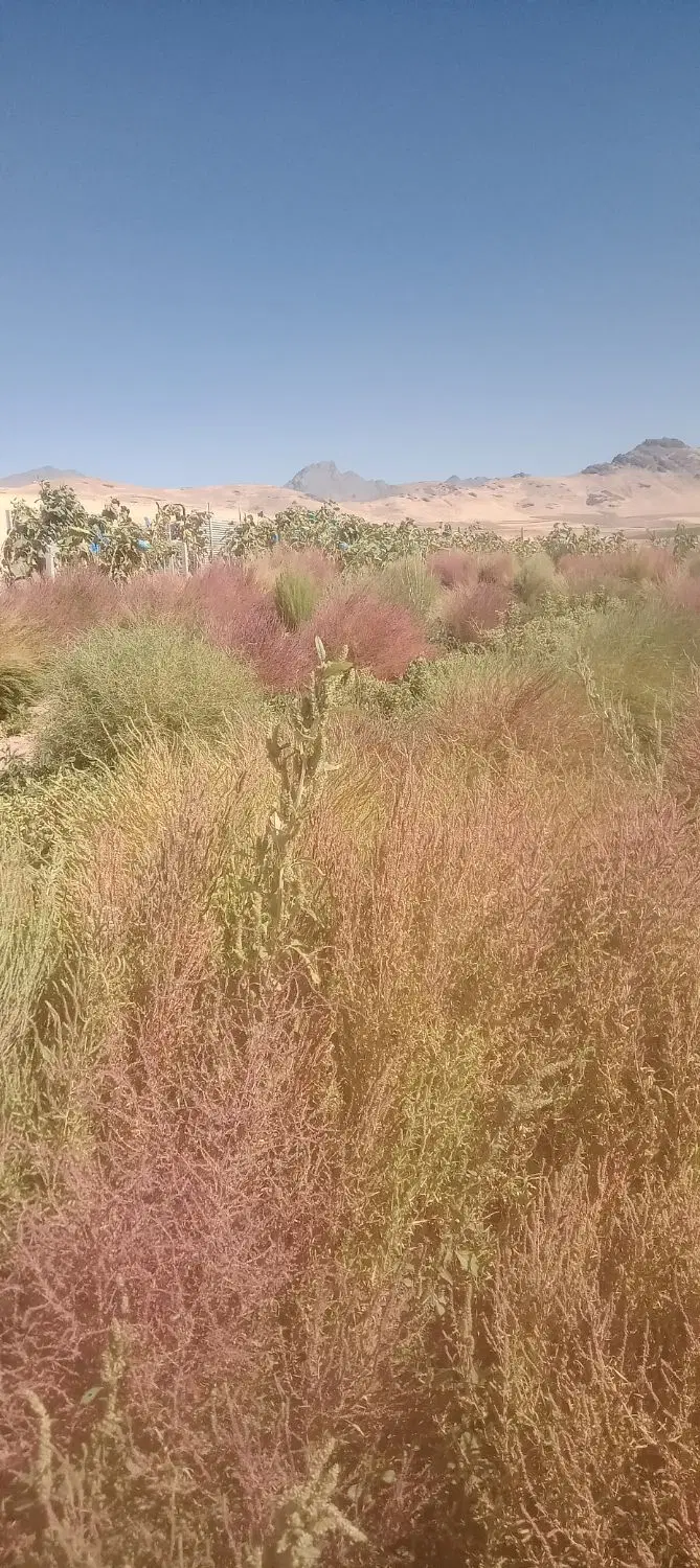 جارو|جاروبرقی، جارو شارژی، بخارشو|باوله, |دیوار