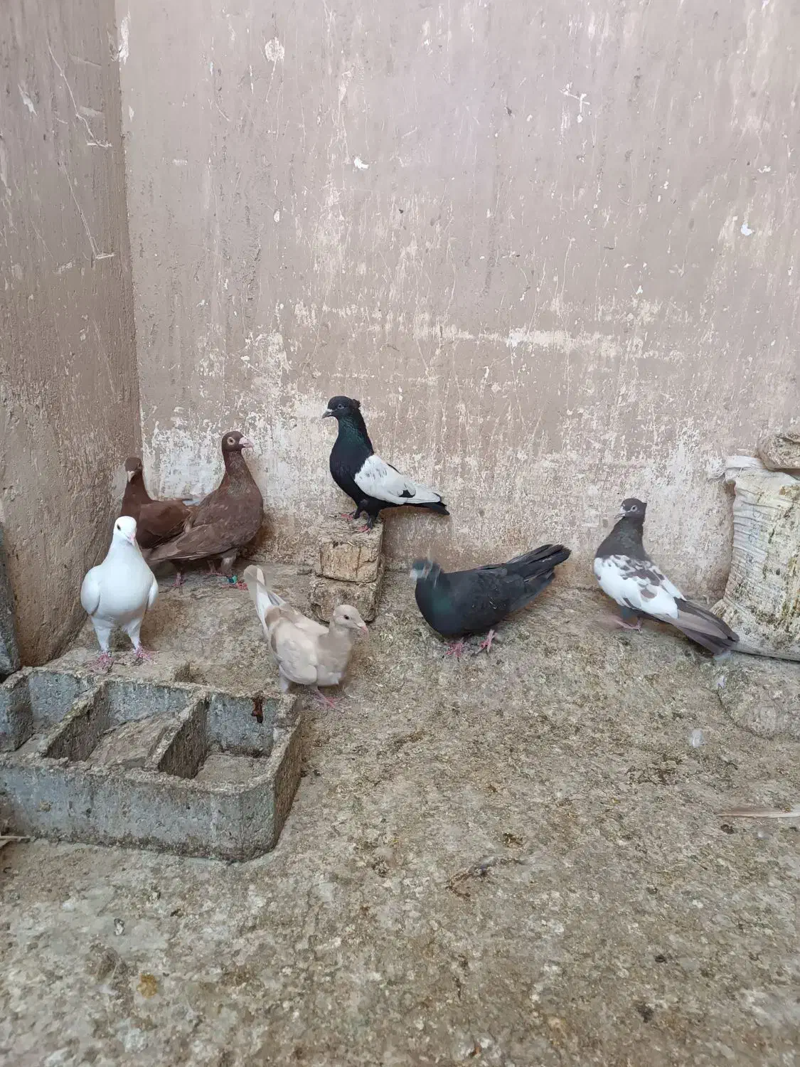 کبوتر|پرنده|شیراز, قلعه نو|دیوار