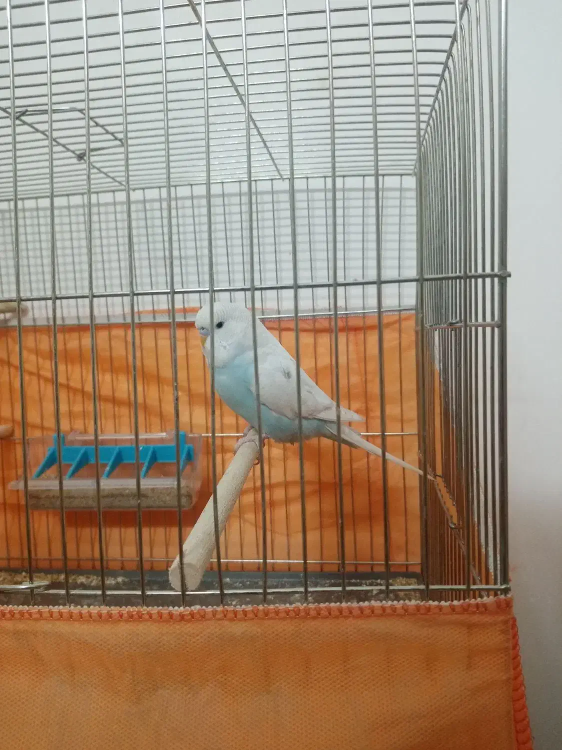 مرغ عشق هلندی|پرنده|قم, انسجام|دیوار