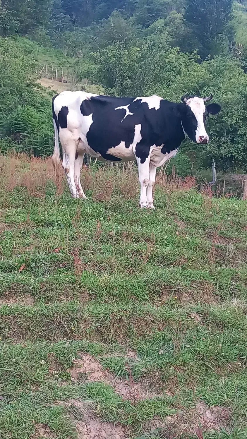 سیمینتال|حیوانات مزرعه|حویق, |دیوار