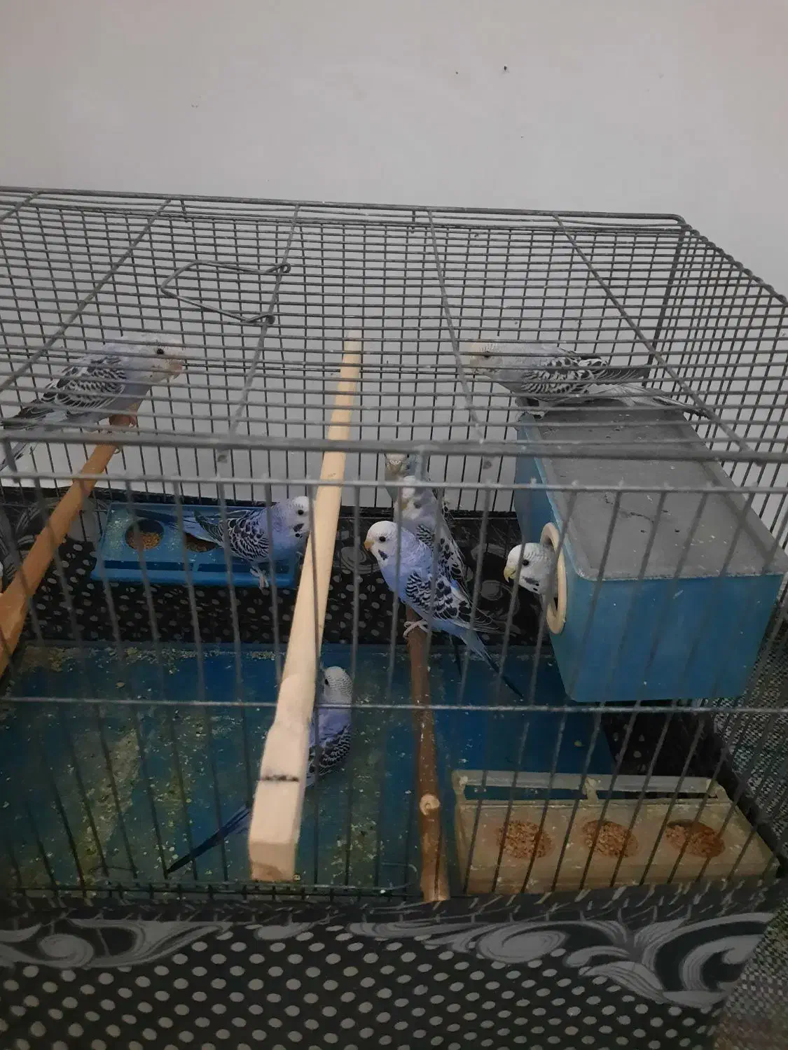 مرغ عشق|پرنده|تبریز, |دیوار