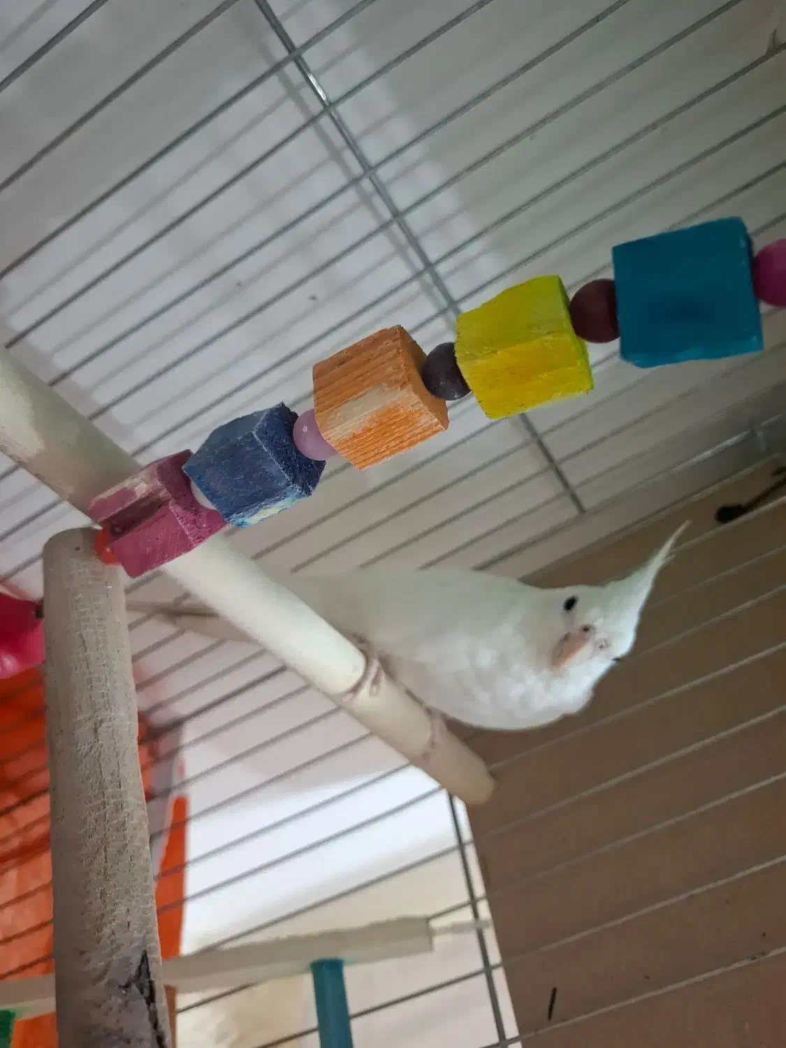 عروس هلندی ماده سایز گینگ|پرنده|اهواز, شهرک برق|دیوار