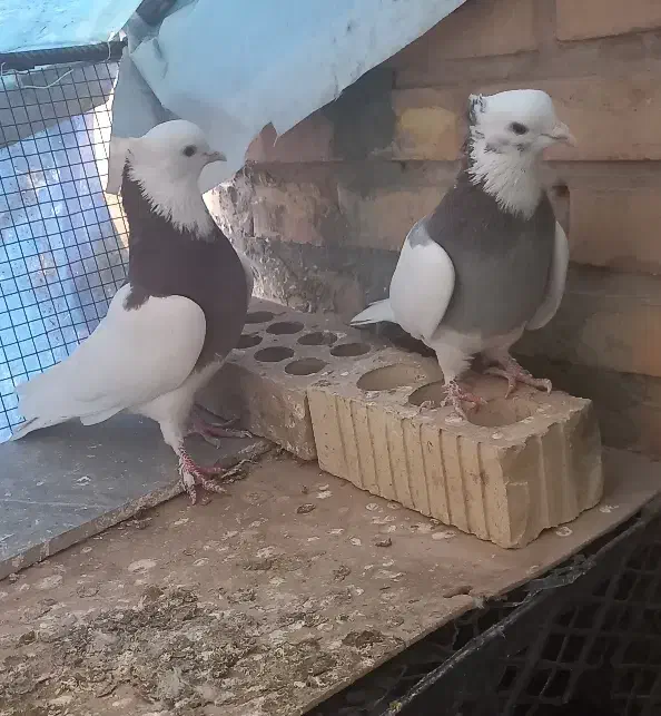 کبوتر طوقی|پرنده|آباده, |دیوار