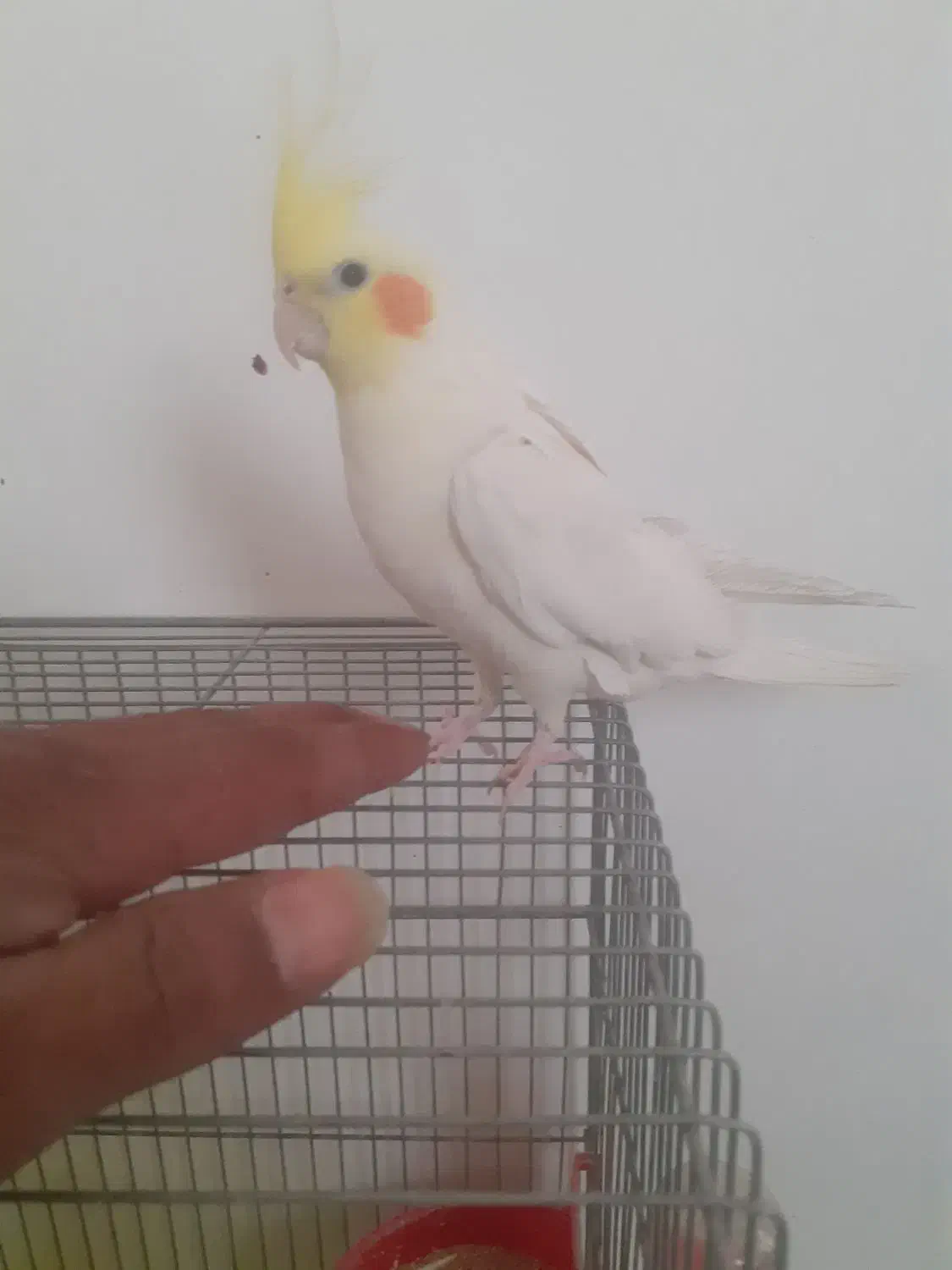 عروس هلندی جوجه بالغ دستی لیتینو البینو|پرنده|مبارکه, |دیوار