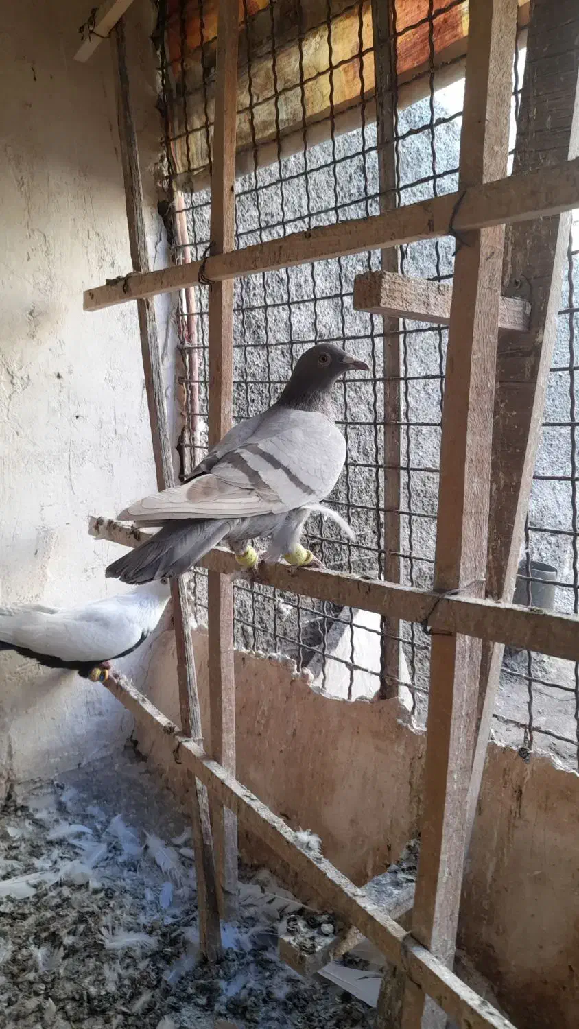 کبوتر|پرنده|اقبالیه, |دیوار