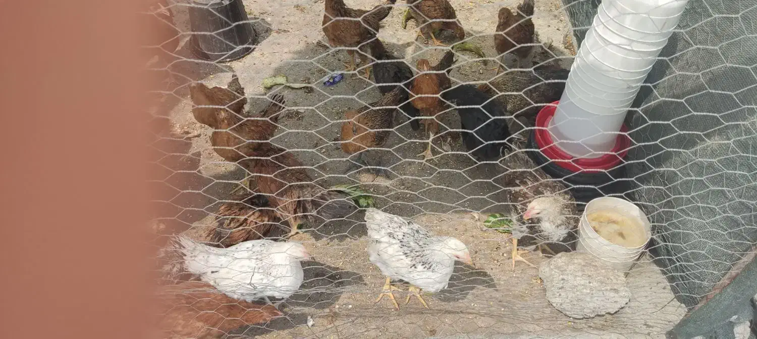 مرغ وخروس|حیوانات مزرعه|فولادشهر, B2|دیوار