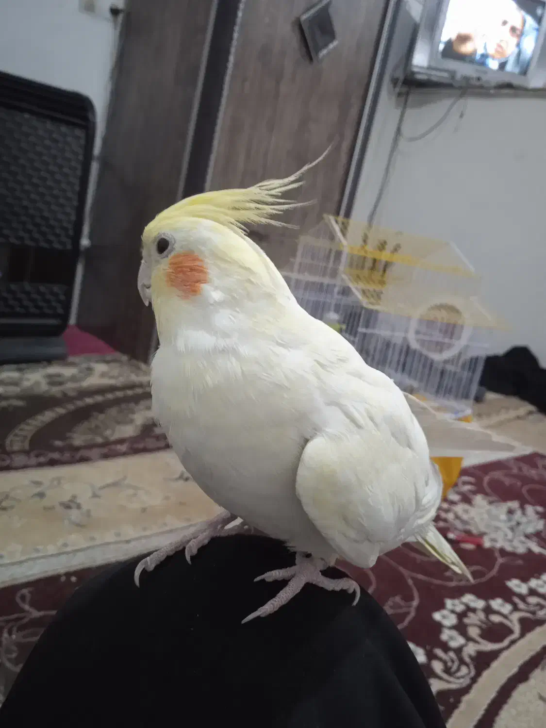 یه جفت عروس هلندی یکی کاملاً دستی با قفس|پرنده|تاکستان, |دیوار