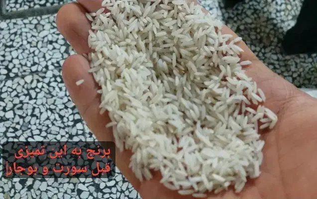 برنج ایرانی طارم هاشمی نیمدانه و سرلاشه|خوردنی و آشامیدنی|مشهد, آزادشهر|دیوار
