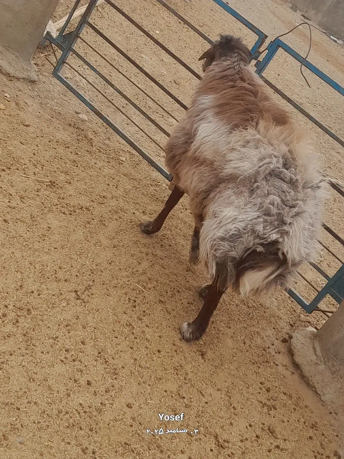 قوچ افشار هترو اصیل|حیوانات مزرعه|شهرضا, |دیوار