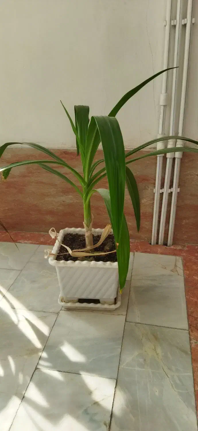 سوسن عنکبوتی|گل و گیاه طبیعی|میانه, |دیوار